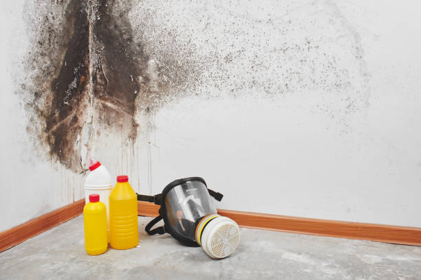 Attic Mold Removal in Narrows, VA