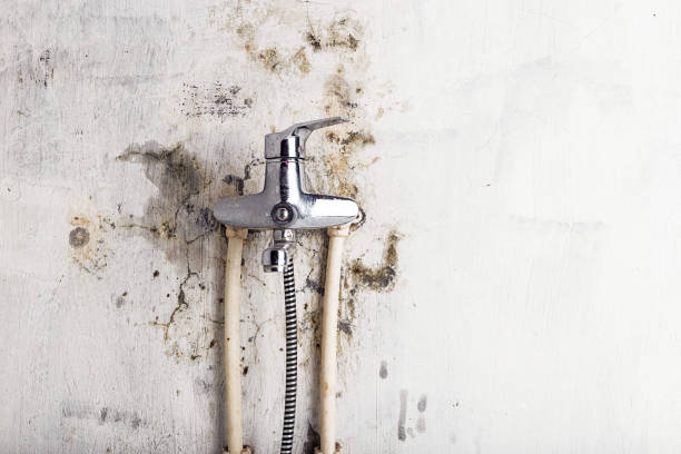 Best Black Mold Removal  in Narrows, VA
