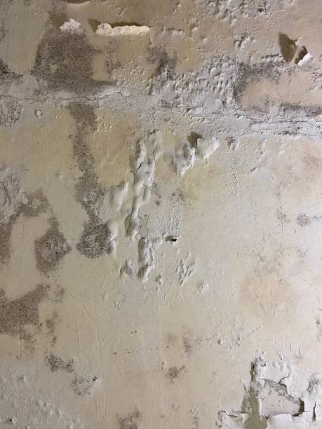Best Residential Mold Removal  in Narrows, VA