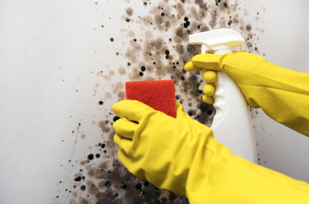Professional Mold Removal in Narrows, VA
