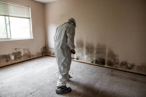 Mold Testing and Removal in Narrows, VA
