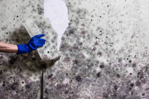 Best Best Mold Removal Companies  in Narrows, VA