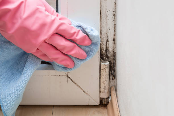 Best Commercial Mold Removal  in Narrows, VA